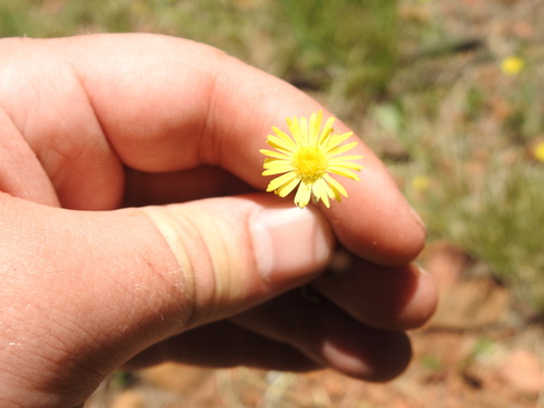 Image of Felicia mossamedensis by (c) Matthew Fainman, some rights reserved (CC BY)