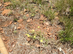 Felicia mossamedensis