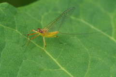 Ecdyonurus viridis