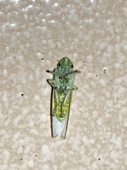 Signoretiini