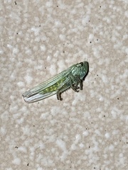 Signoretiini