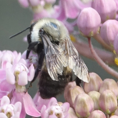 Bombus griseocollis