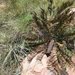 Encephalartos humilis - Photo (c) Duncan McKenzie,  זכויות יוצרים חלקיות (CC BY-NC), הועלה על ידי Duncan McKenzie