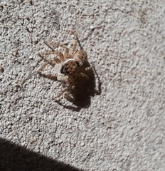 Menemerus semilimbatus