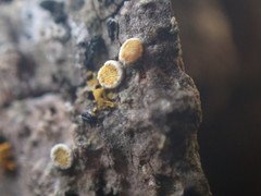 Athallia pyracea