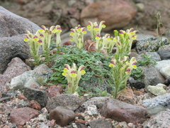 Scutellaria przewalskii