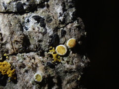 Athallia pyracea