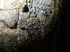 Athallia pyracea