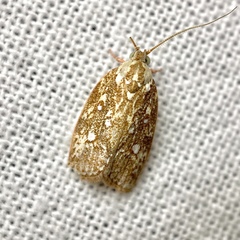 Euchaetis metallota