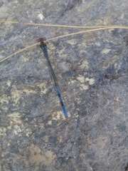 Argia joergenseni