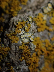 Athallia pyracea
