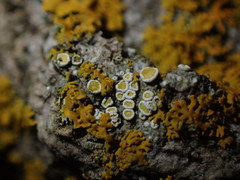 Athallia pyracea