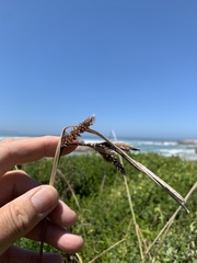 Carex clavata