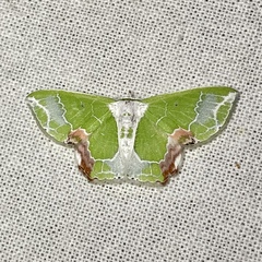 Protuliocnemis partita