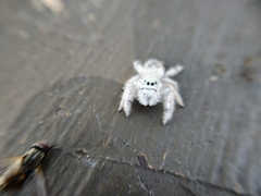 Paraphidippus fartilis