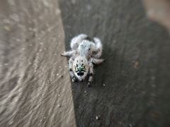 Paraphidippus fartilis