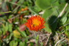 Erigeron aurantiacus