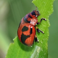 Calomela crassicornis