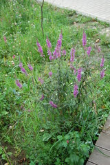 Lythrum salicaria