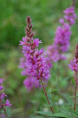 Lythrum salicaria