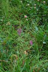 Lythrum virgatum