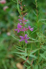 Lythrum virgatum