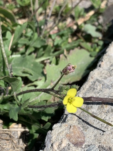 Annual wallrocket (Diplotaxis muralis)