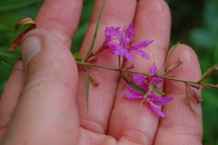Lythrum virgatum