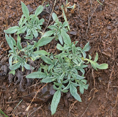 Phacelia imbricata imbricata
