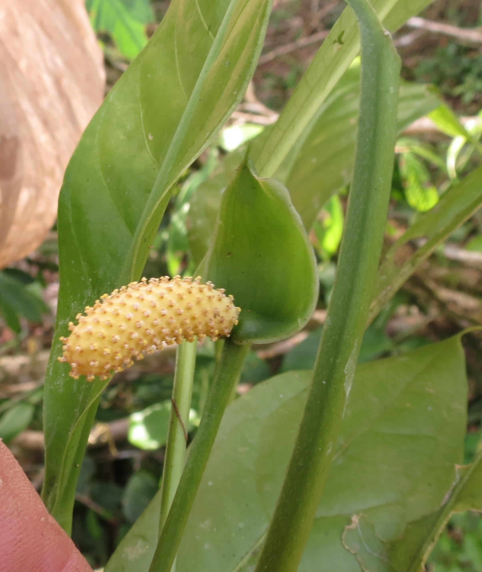 Anthurium bradeanum Croat & Grayum 3