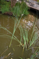 Typha angustifolia