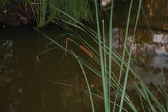 Typha angustifolia