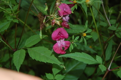 Impatiens glandulifera