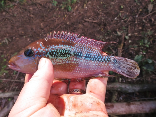 Alfaros cichlide (Cribroheros alfari) — Cichlidae — 3