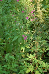 Epilobium hirsutum