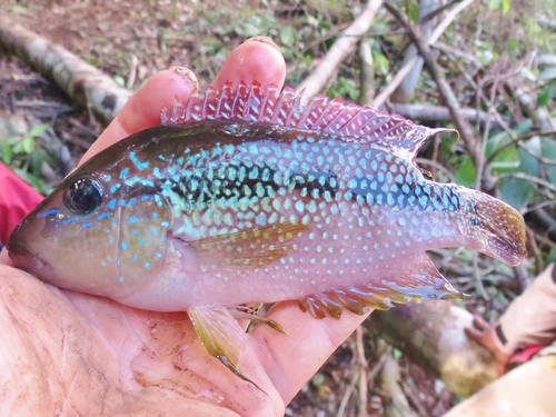 Alfaros cichlide (Cribroheros alfari) — Cichlidae — 2