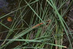 Typha angustifolia