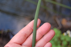 Typha angustifolia