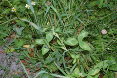 Trifolium pratense
