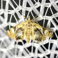 Margarosticha repetitalis