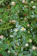 Myosotis scorpioides