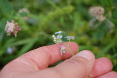Myosotis scorpioides