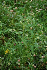 Persicaria lapathifolia