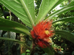 Columnea purpurata
