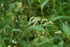 Persicaria lapathifolia