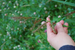 Echinochloa crus-galli
