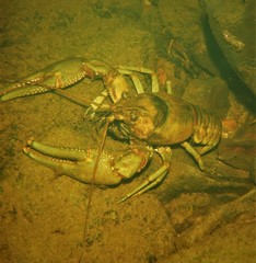 Faxonius rusticus × propinquus