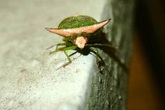 Anaca fasciata