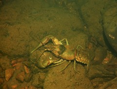 Faxonius rusticus × propinquus