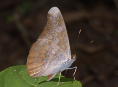 Lebadea martha martha